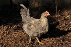 JL1_6518