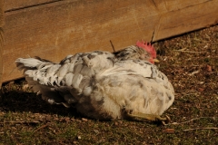 JL1_6565